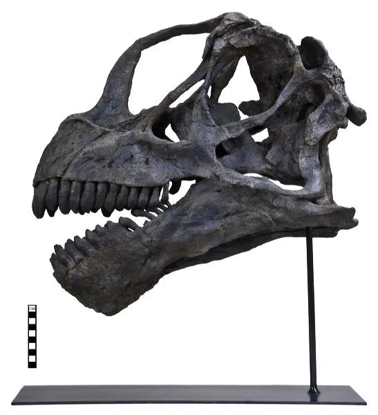 Sauropods