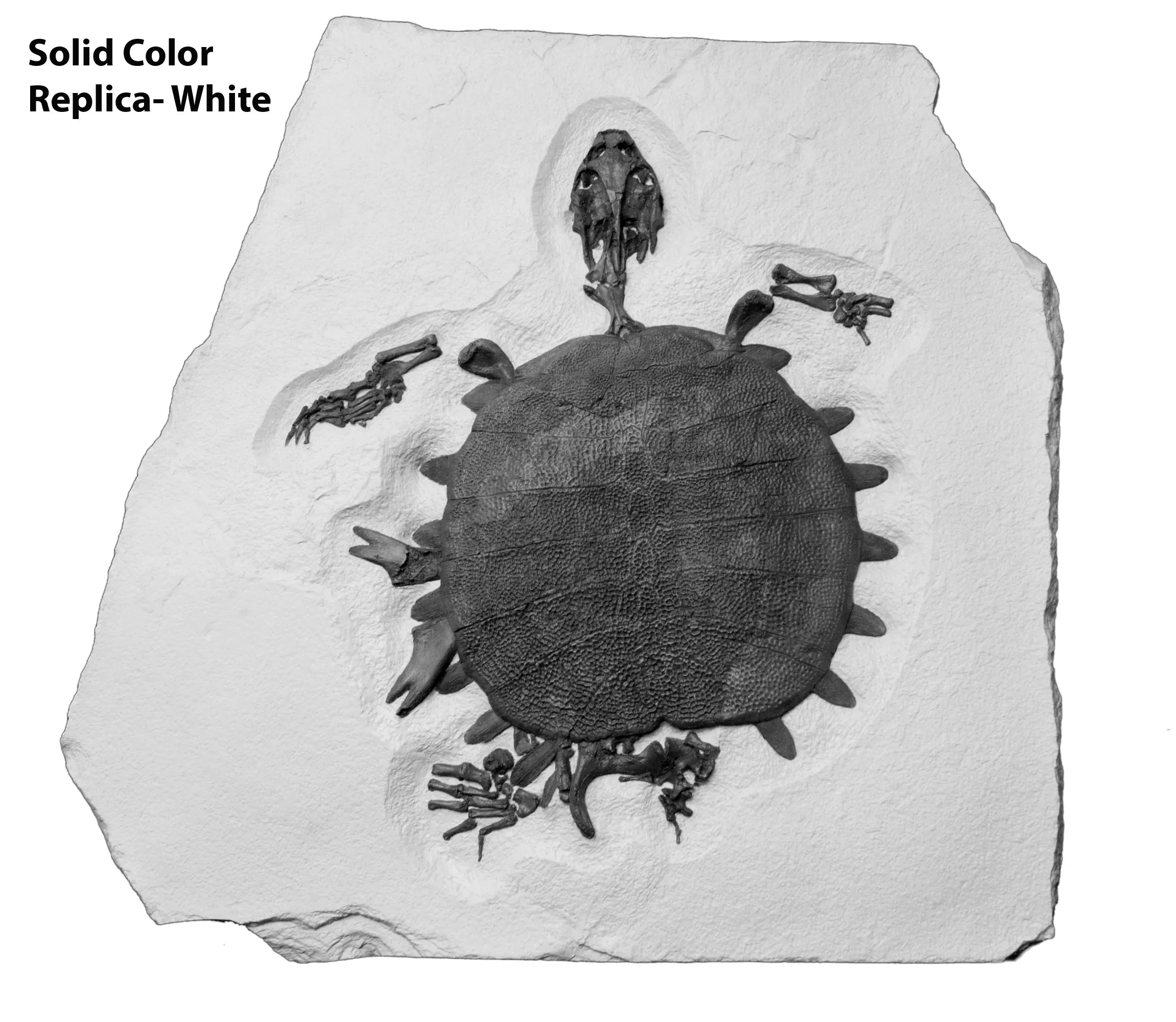 Trionyx sp. Skeleton on Slab - Solid Color Replica