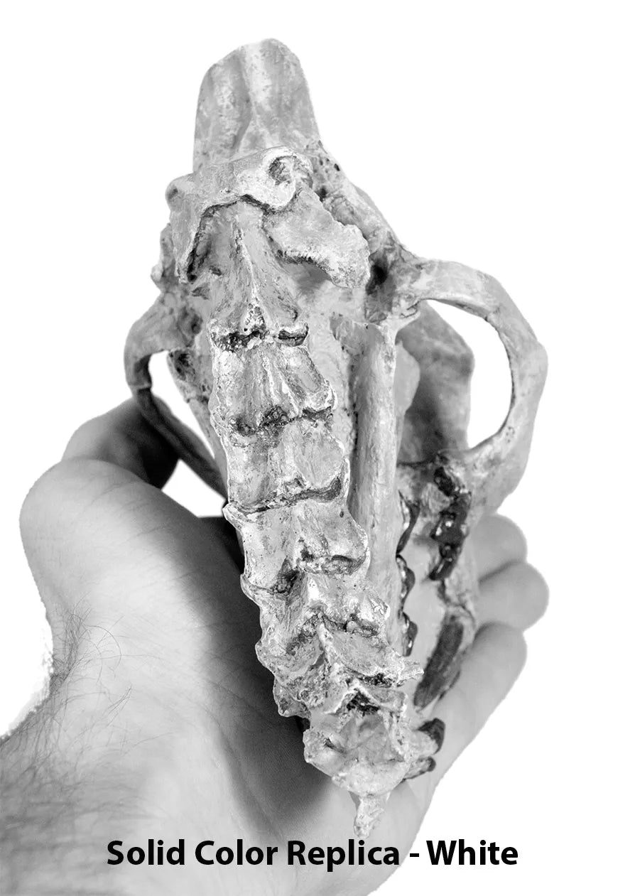 Dinictis felina Skull with Neck in Matrix - Solid Color Replica