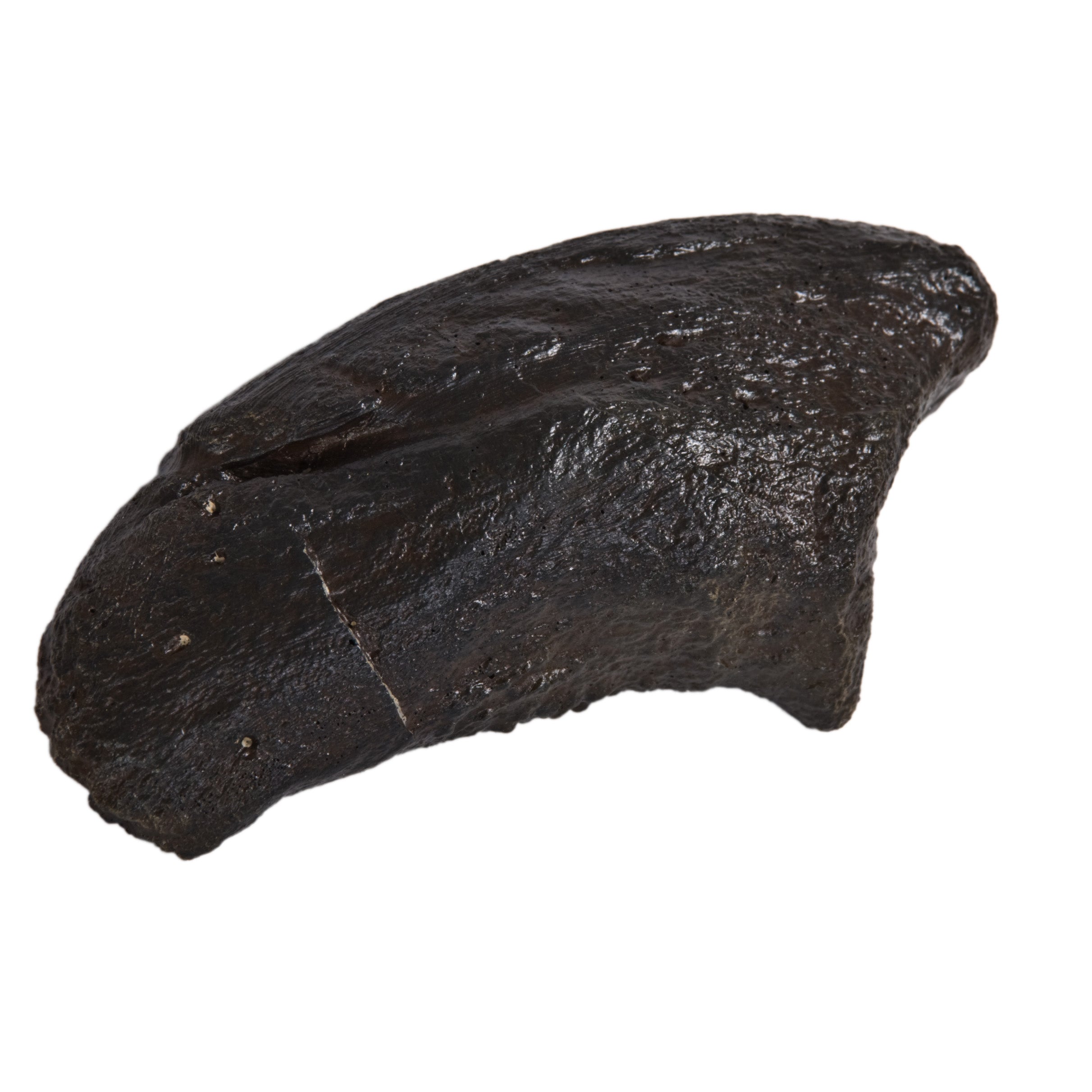 Camarasaurus sp. Claw - Solid Color Replica