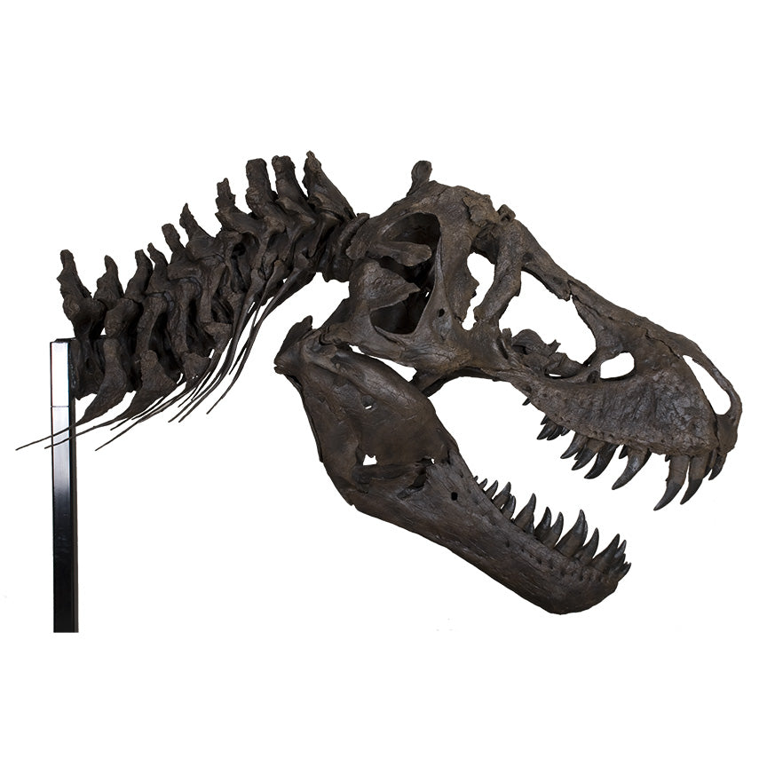 STAN Tyrannosaurus rex® Skull with Neck - Display Replica