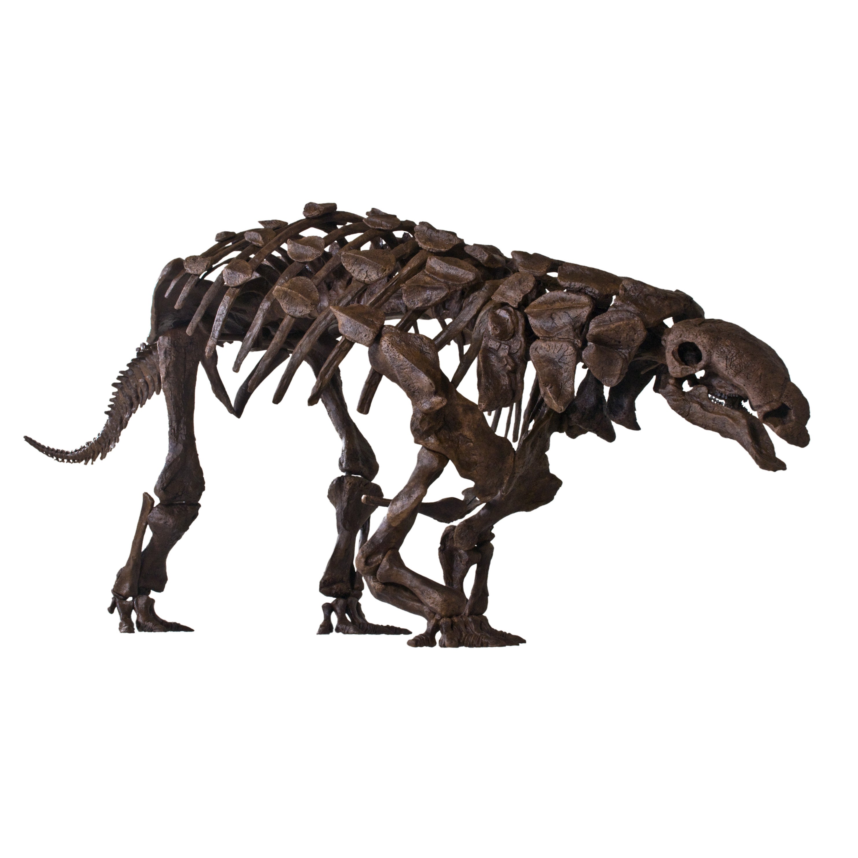 Denversaurus (Edmontonia) cf. schlessmani TANK Skeleton - Display Replica