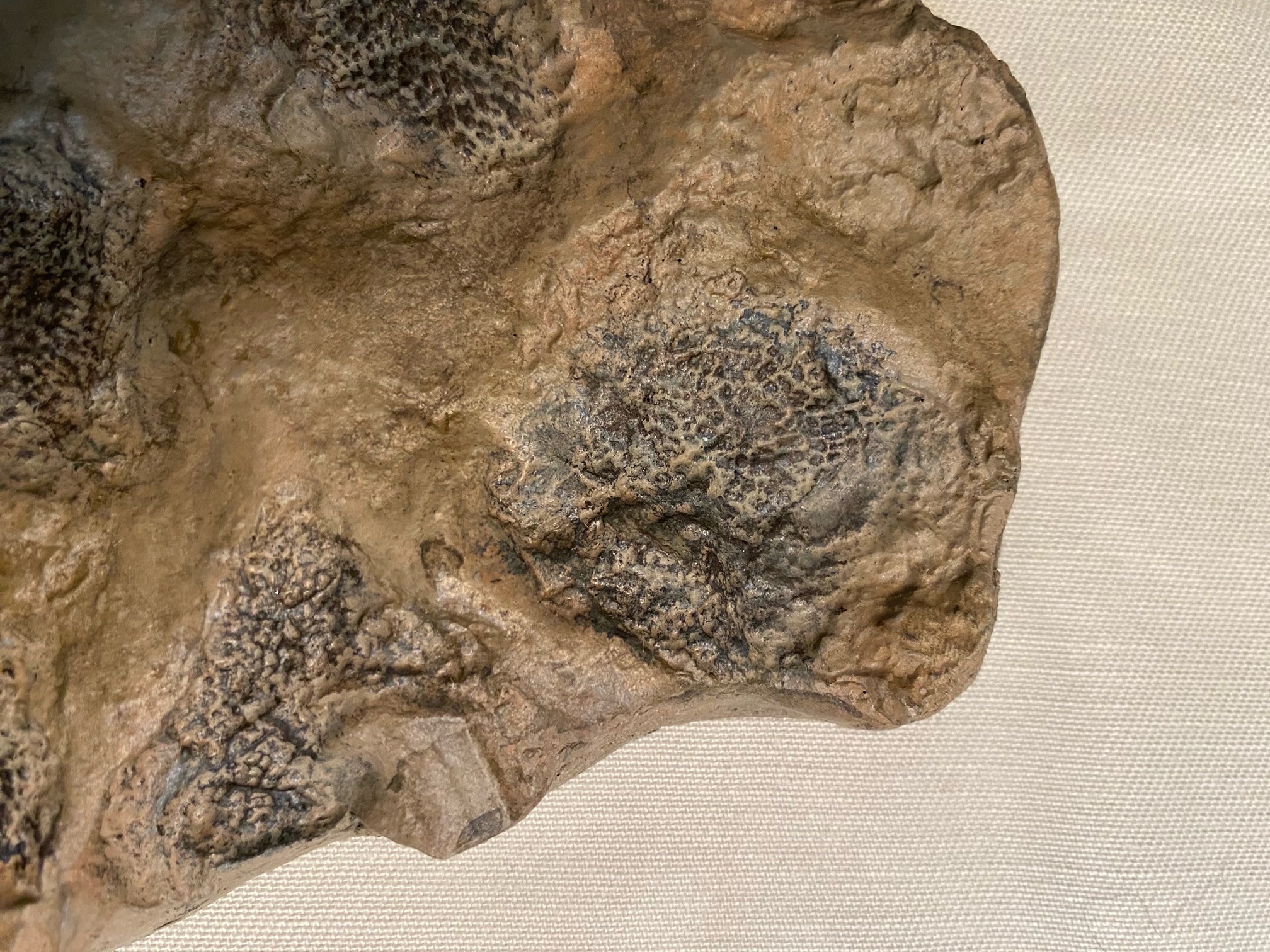 Tyrannosaurus rex Wyrex Skin Impression - Display Replica