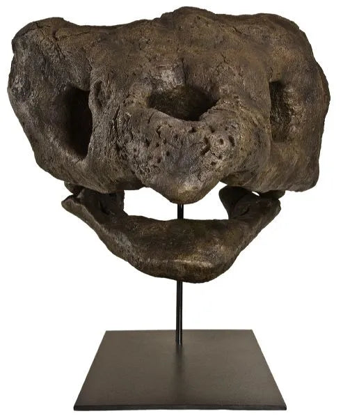 Archelon ischyros Skull with Wall Mount - Display Replica