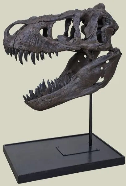 Tyrannosaurus rex DUFFY Mounted Skull - Display Replica