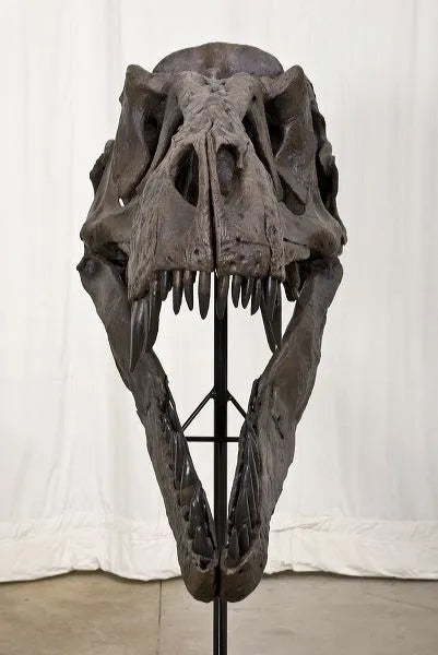 Tyrannosaurus rex DUFFY Mounted Skull - Display Replica