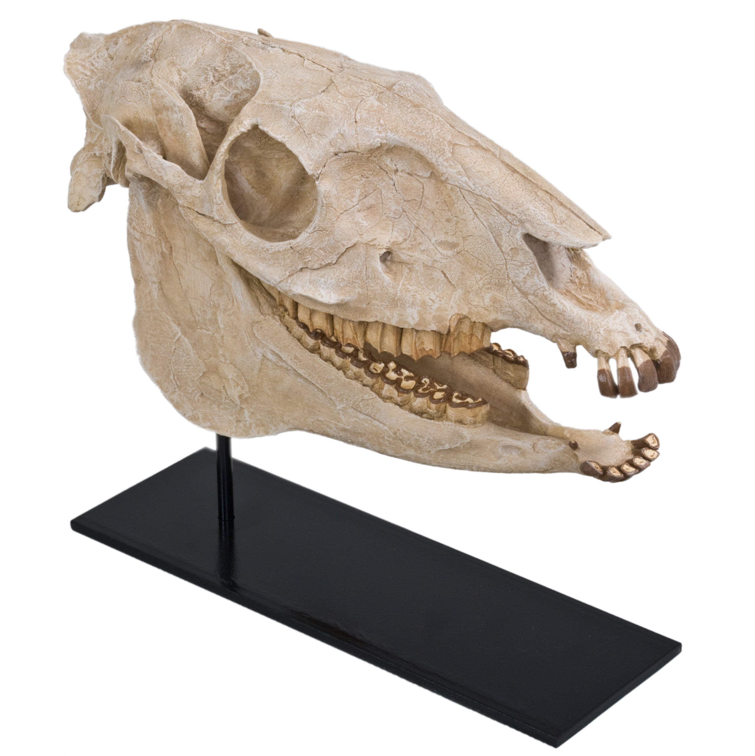 Mammals