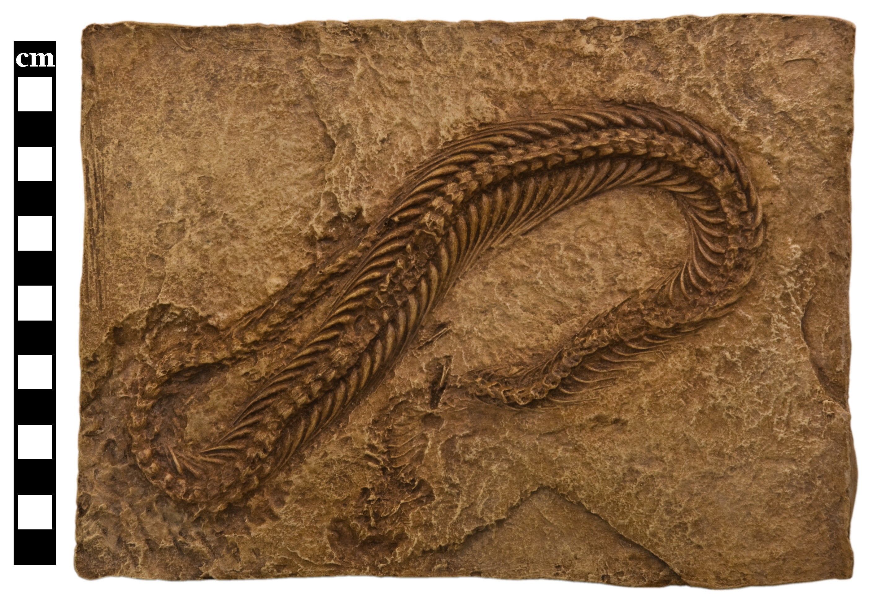 Reptiles & Amphibians