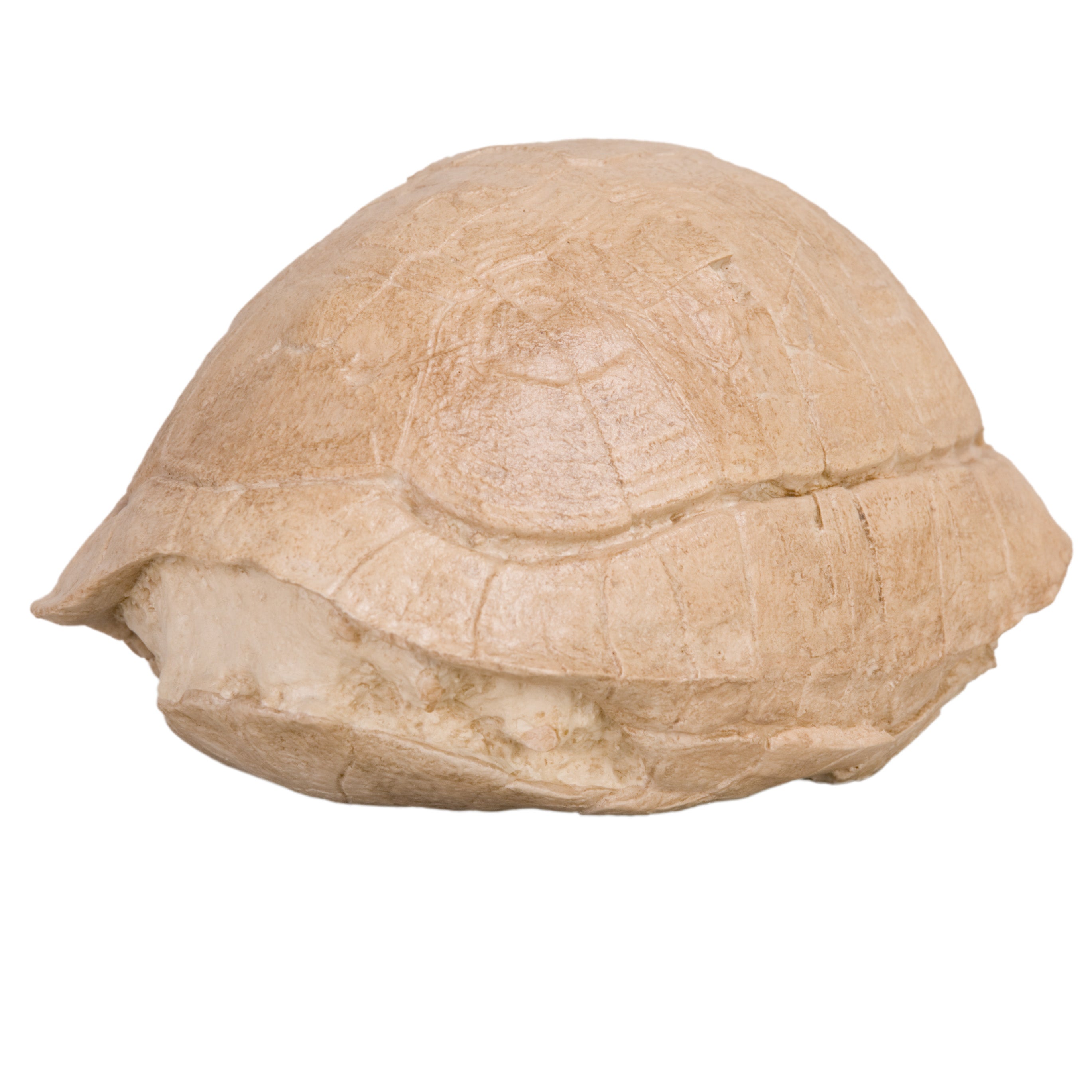 Turtles