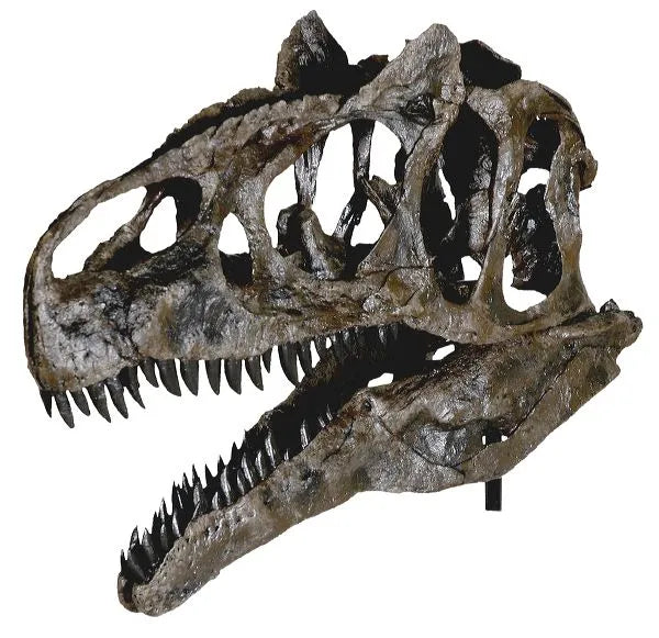 Allosaurus