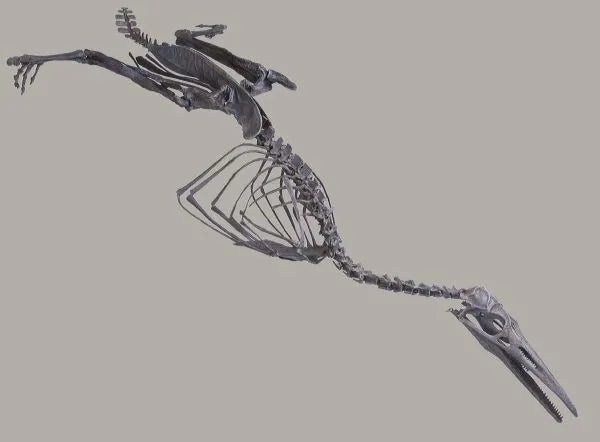 Avian Theropods