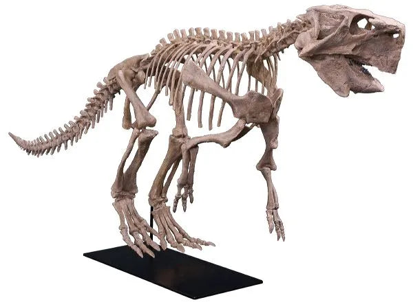 Psittacosaurus