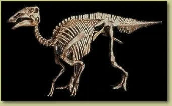 Edmontosaurus