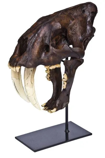 Carnivores