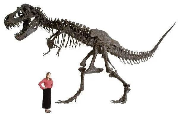 Tyrannosaurus rex