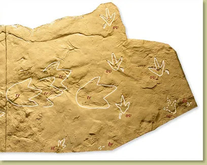 Trackways