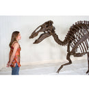 Edmontosaurus annectens Adult Skeleton - Display Replica