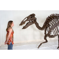 Edmontosaurus annectens Adult Skeleton - Display Replica