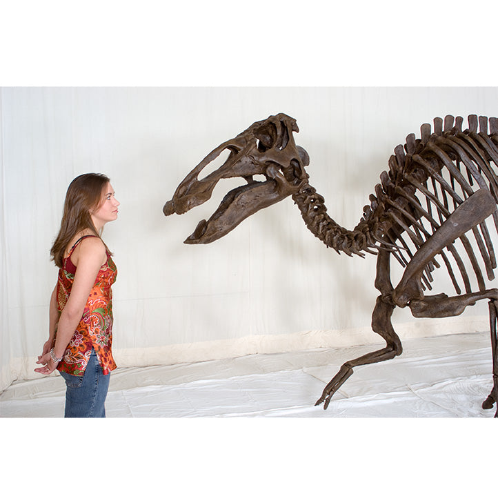 Edmontosaurus annectens Adult Skeleton - Display Replica
