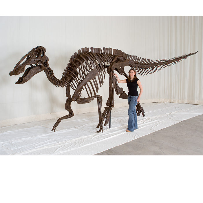 Edmontosaurus annectens Adult Skeleton - Display Replica