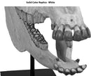 Merychippus sp. Skull - Solid Color Replica