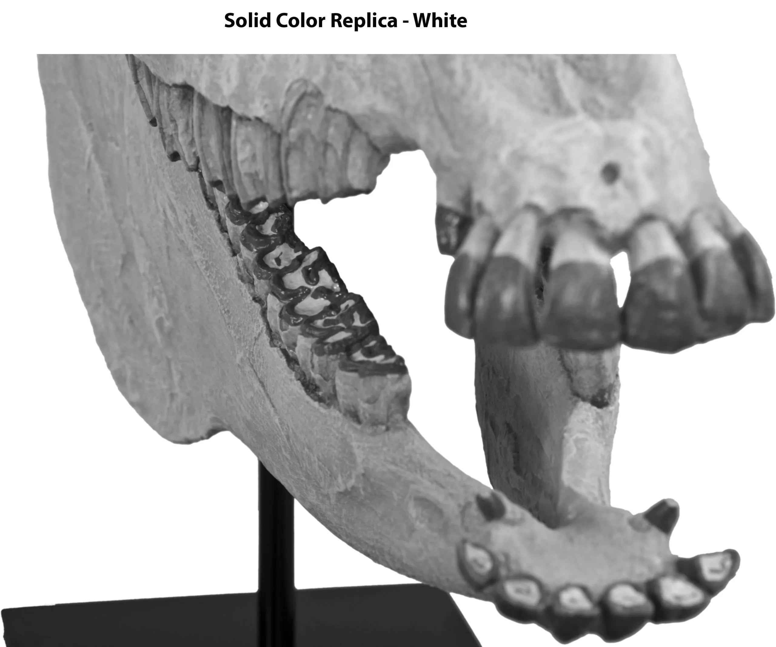 Merychippus sp. Skull - Solid Color Replica