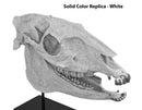 Merychippus sp. Skull - Solid Color Replica