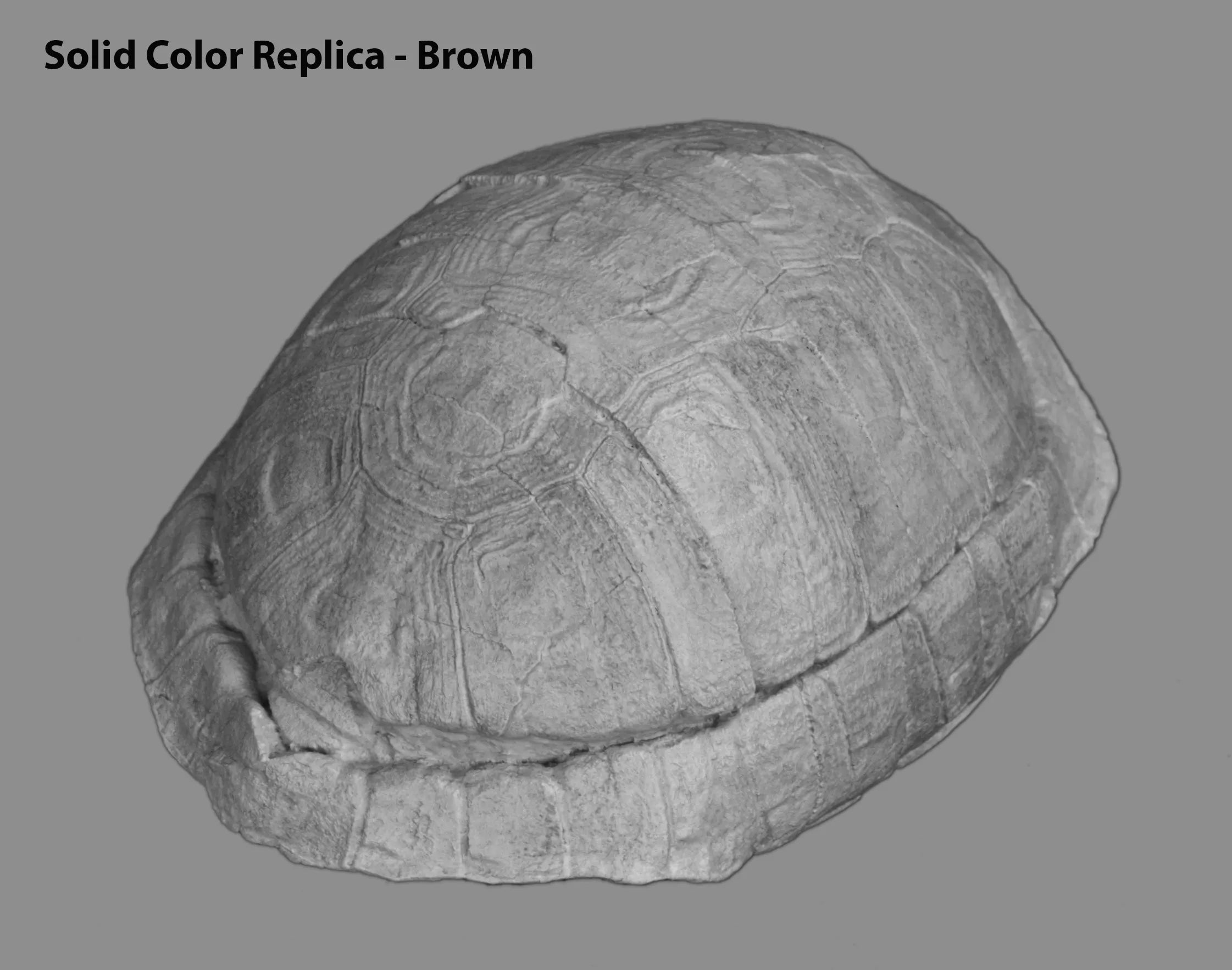 Stylemys nebrascensis - Small Tortoise - Solid Color Replica