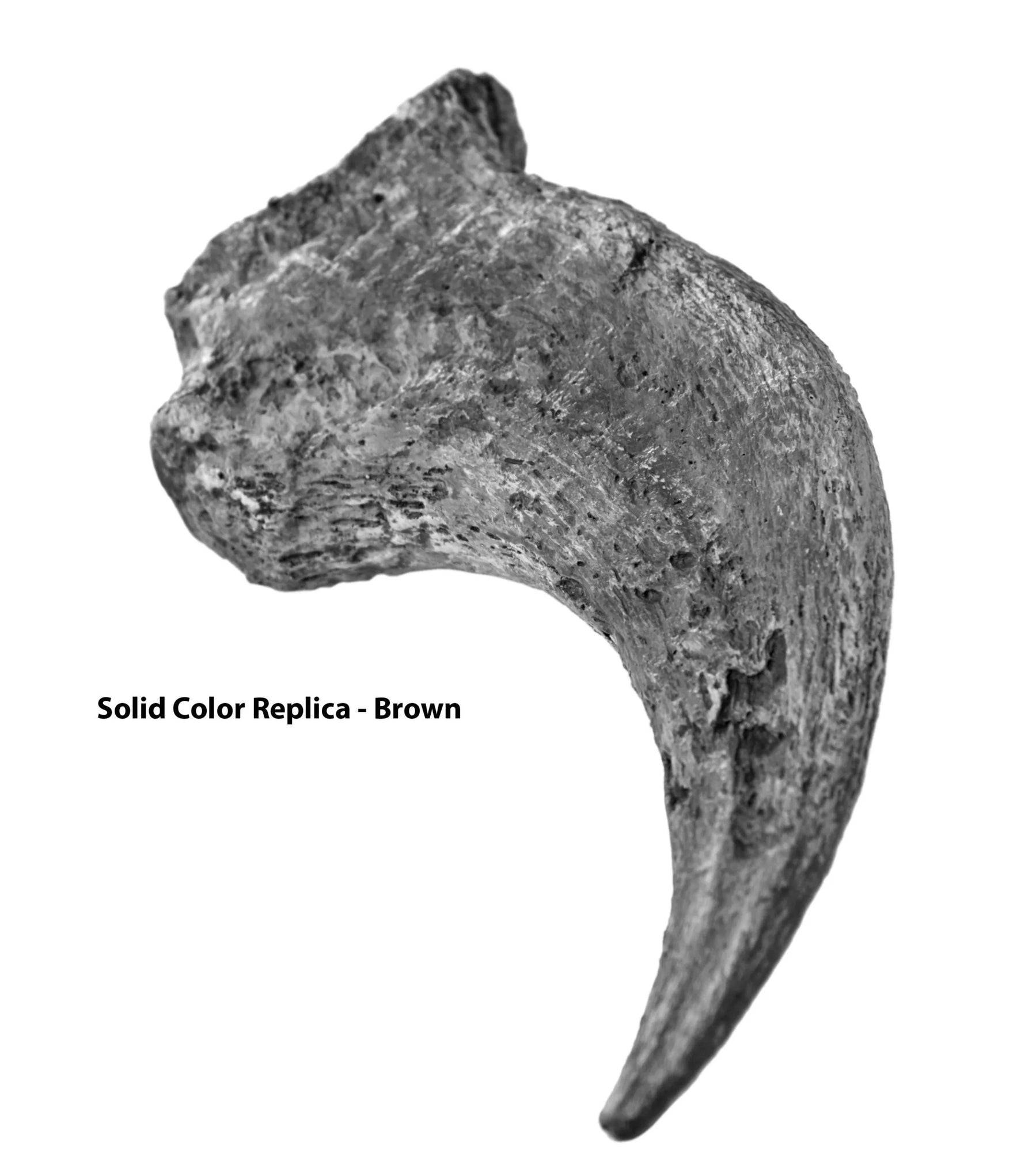 Oviraptorid Manus Claw - Solid Color Replica