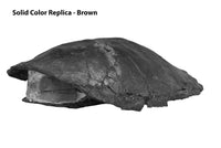 Eubaena sp. - Solid Color Replica