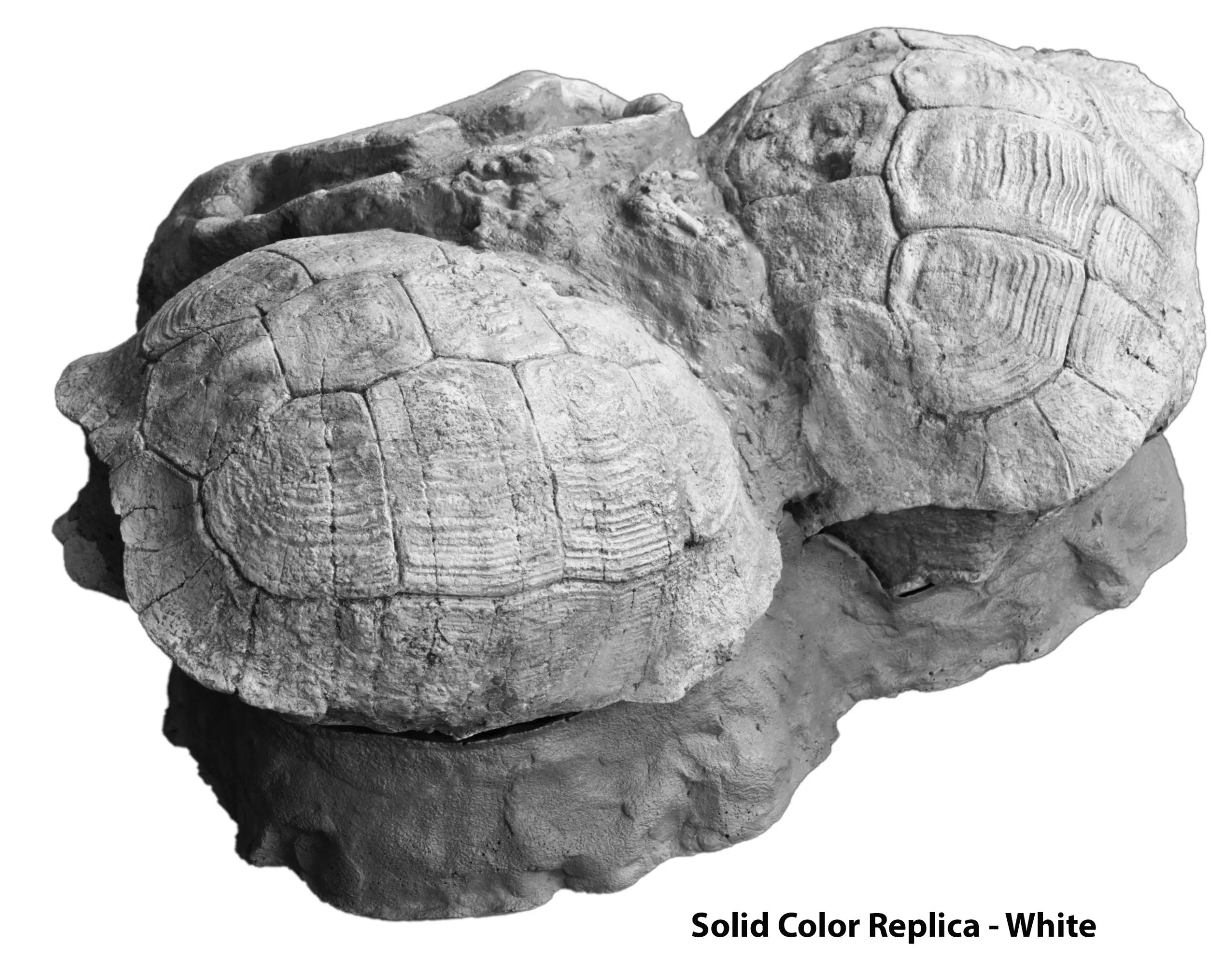 Testudo sp. Set of Three In Situ - Solid Color Replica
