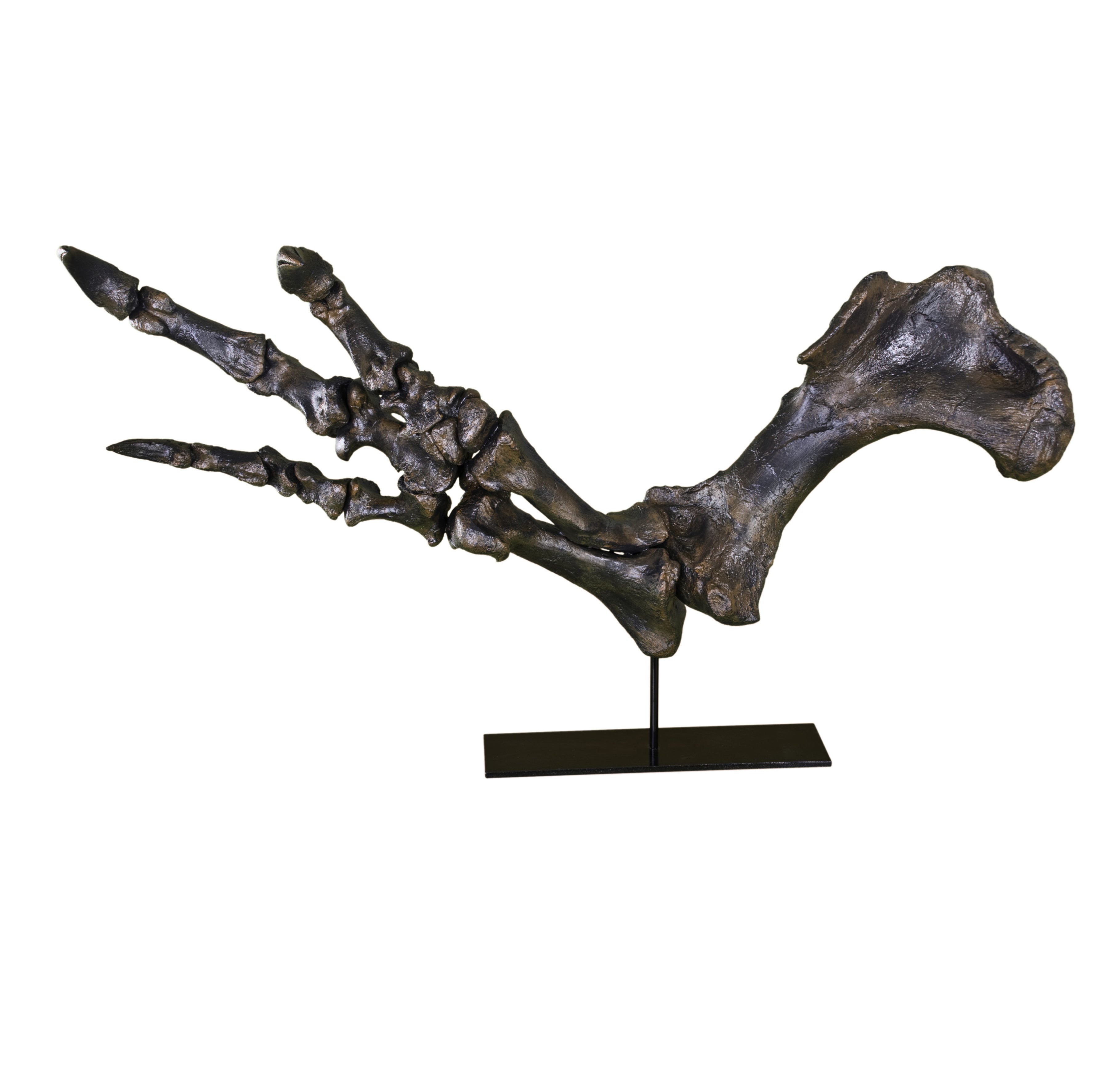 Acrocanthosaurus atokensis Right Arm on Base - Display Replica
