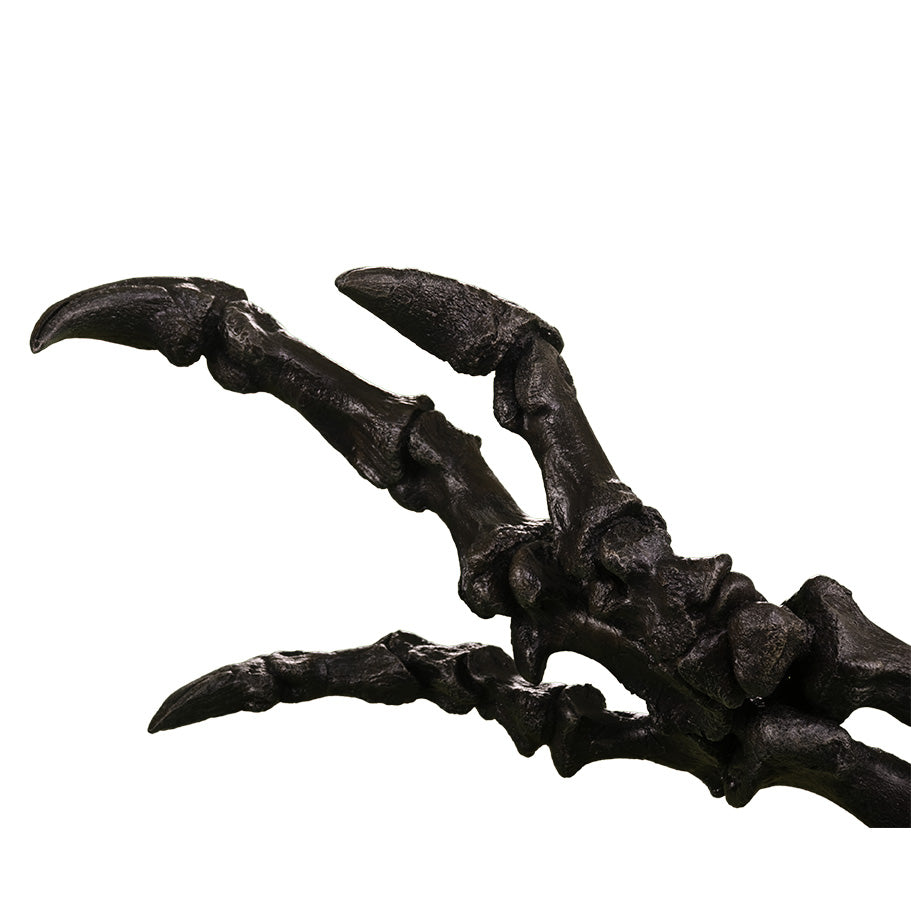 Acrocanthosaurus atokensis Right Arm - Display Replica