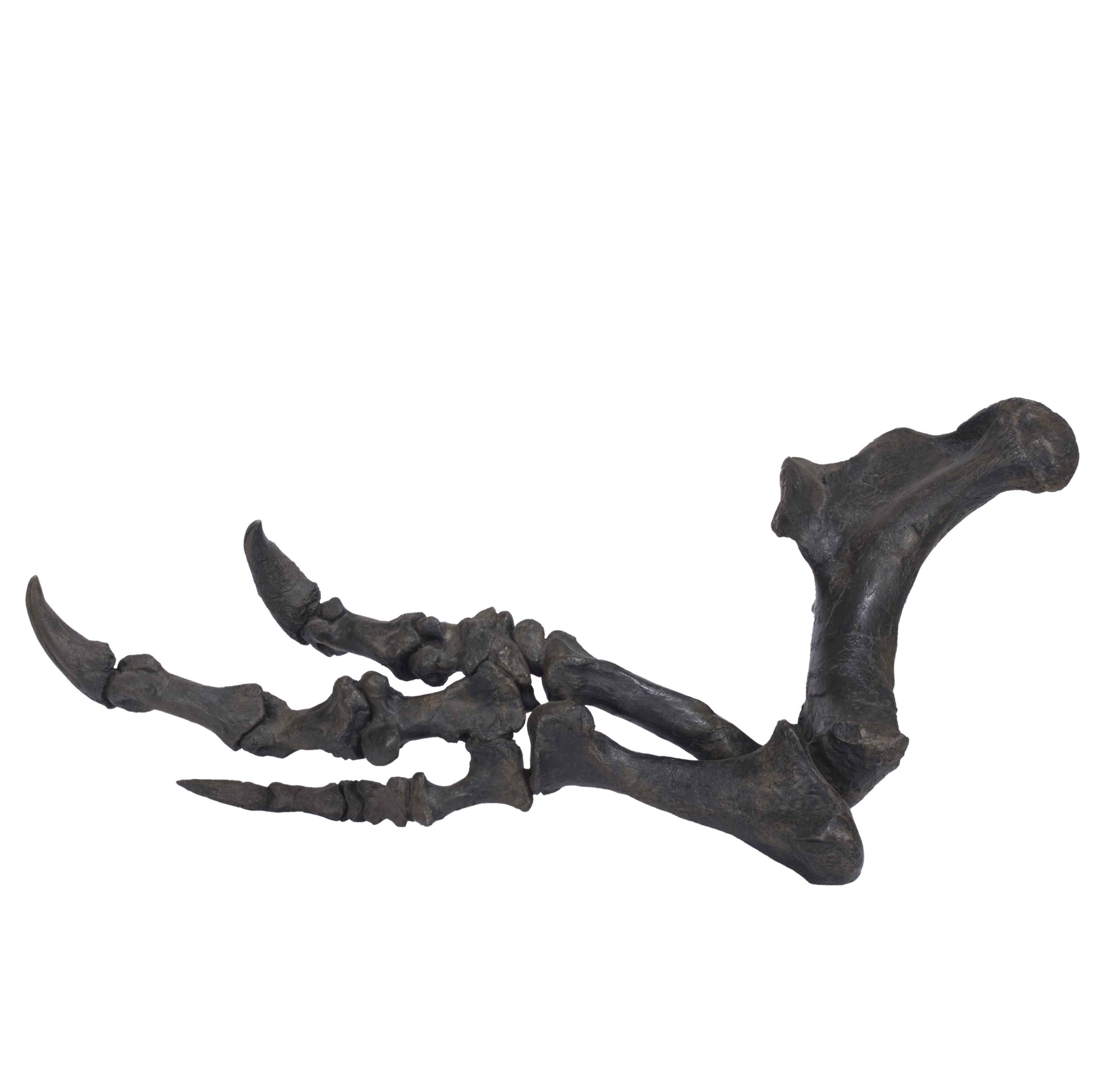 Acrocanthosaurus atokensis Right Arm - Display Replica