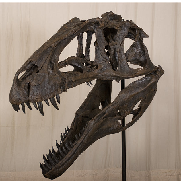 Acrocanthosaurus atokensis Skull - Display Replica