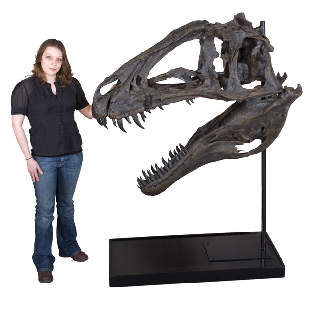 Acrocanthosaurus atokensis Skull - Display Replica