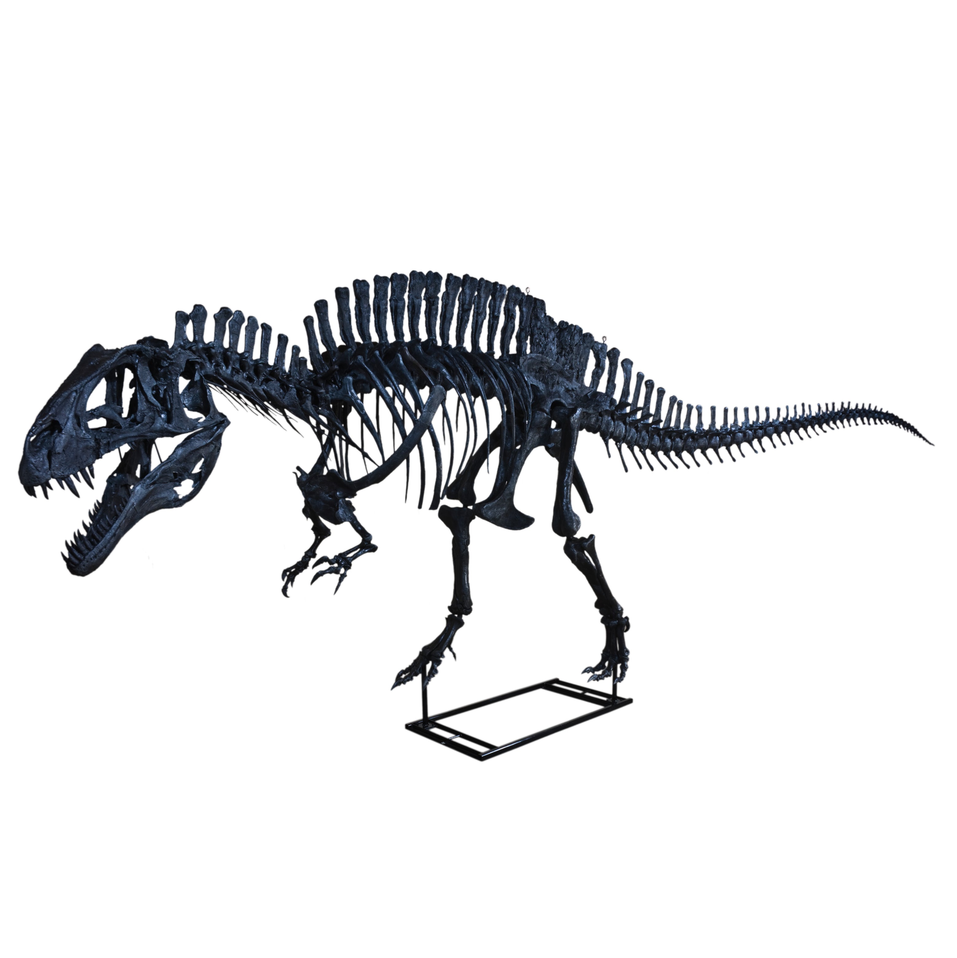 Acrocanthosaurus atokensis Skeleton - Display Replica