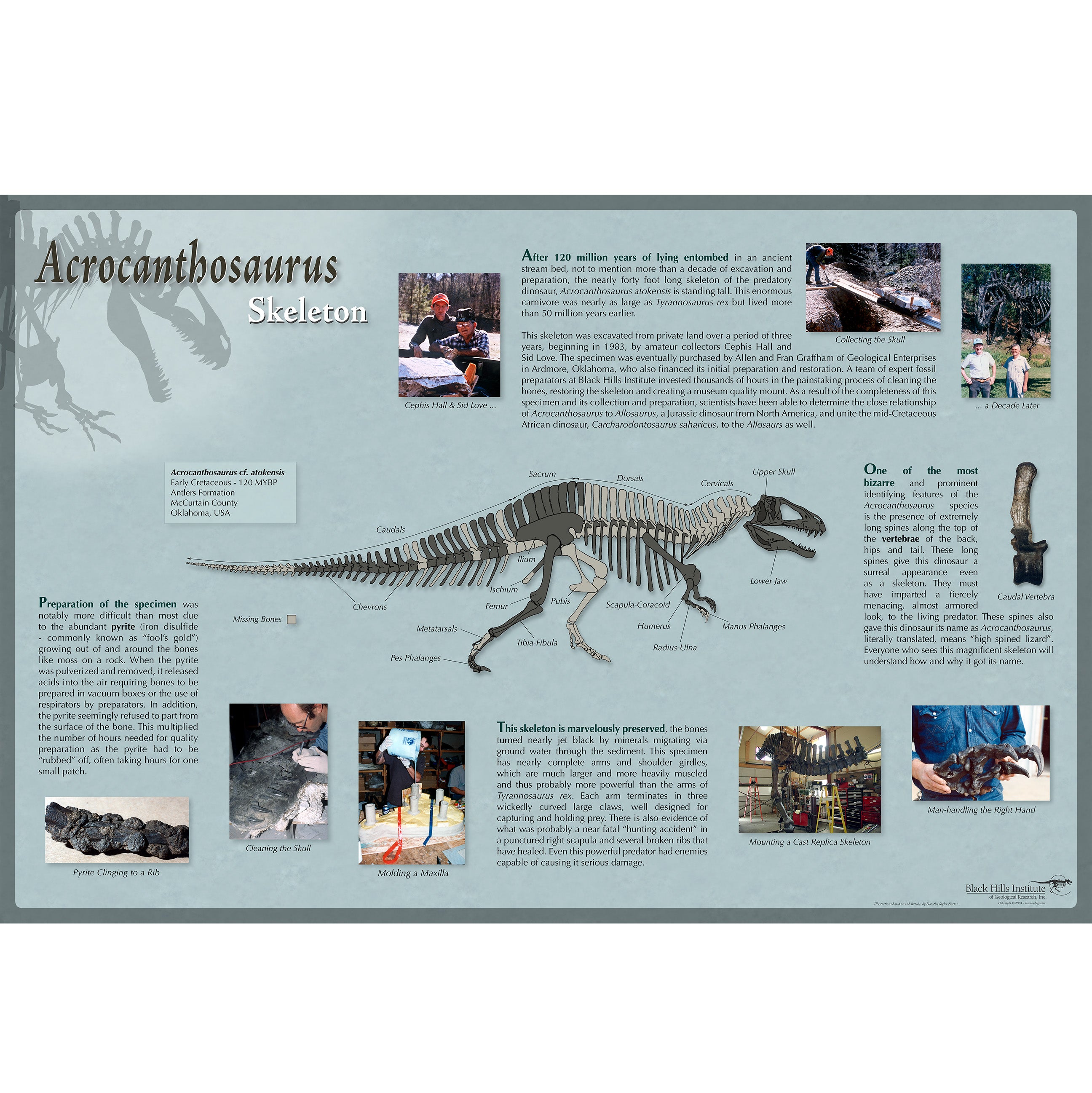 Acrocanthosaurus atokensis Skeleton Poster