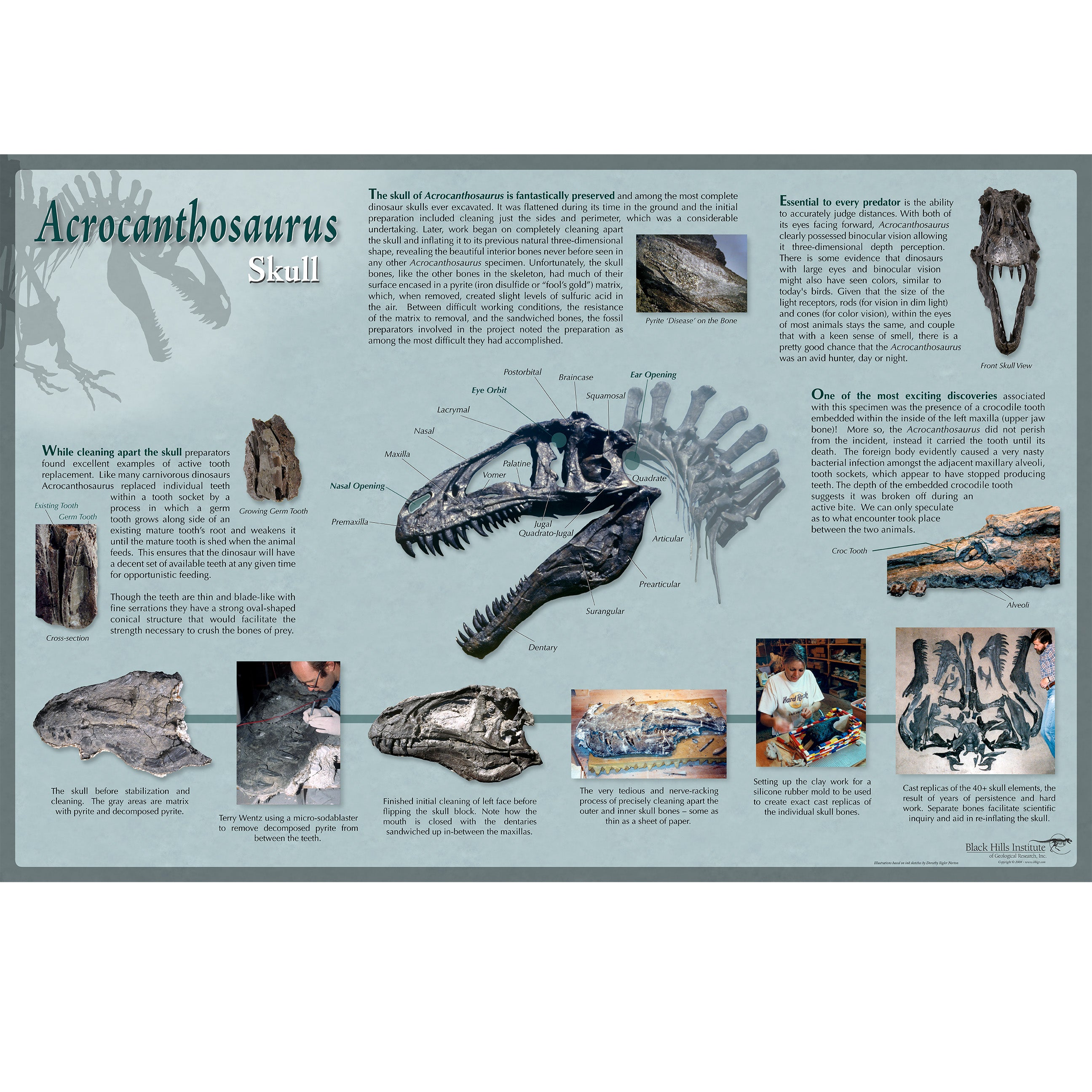 Acrocanthosaurus atokensis Skull Poster