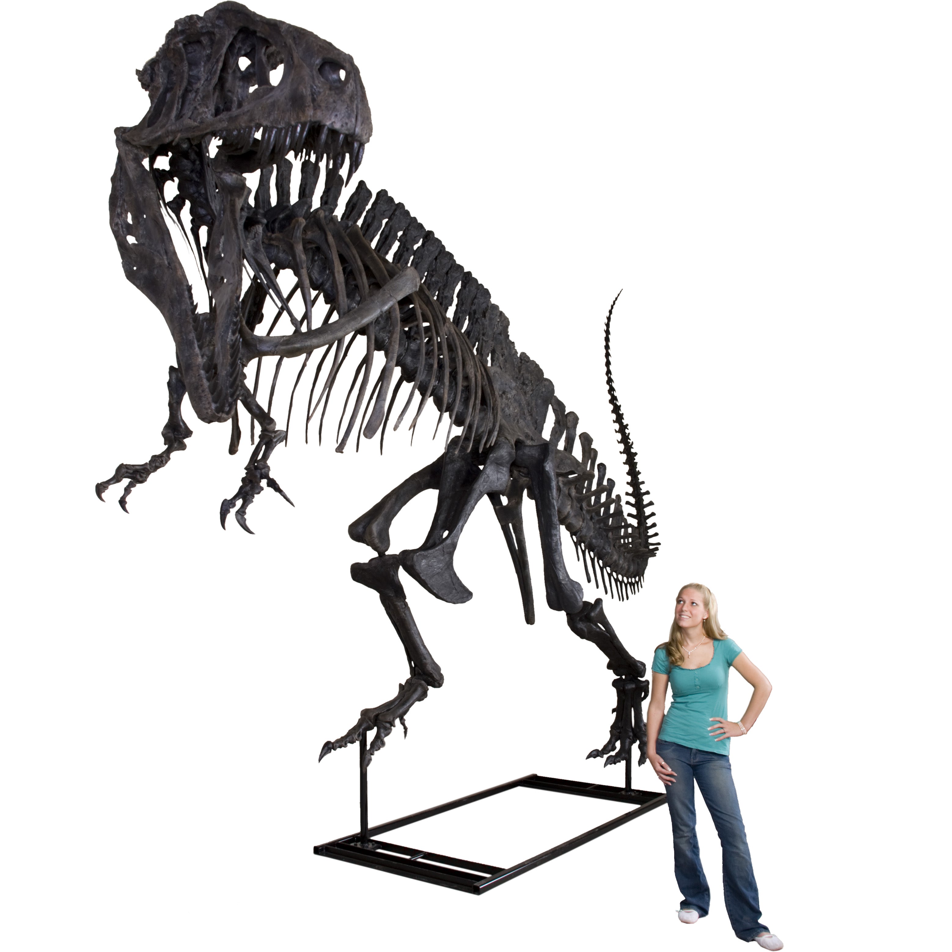 Acrocanthosaurus atokensis Skeleton - Display Replica
