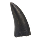 Acrocanthosaurus atokensis Tooth - 3.75 in (9.5 cm) - Display Replica