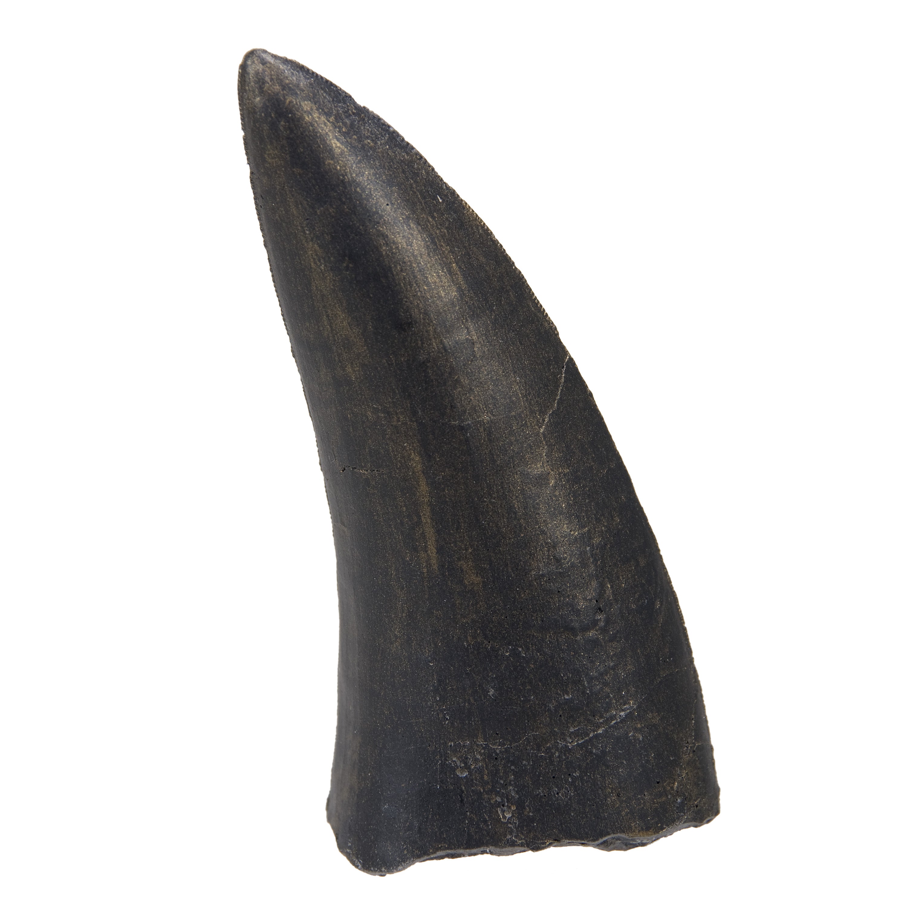 Acrocanthosaurus atokensis Tooth - 3.75 in (9.5 cm) - Display Replica