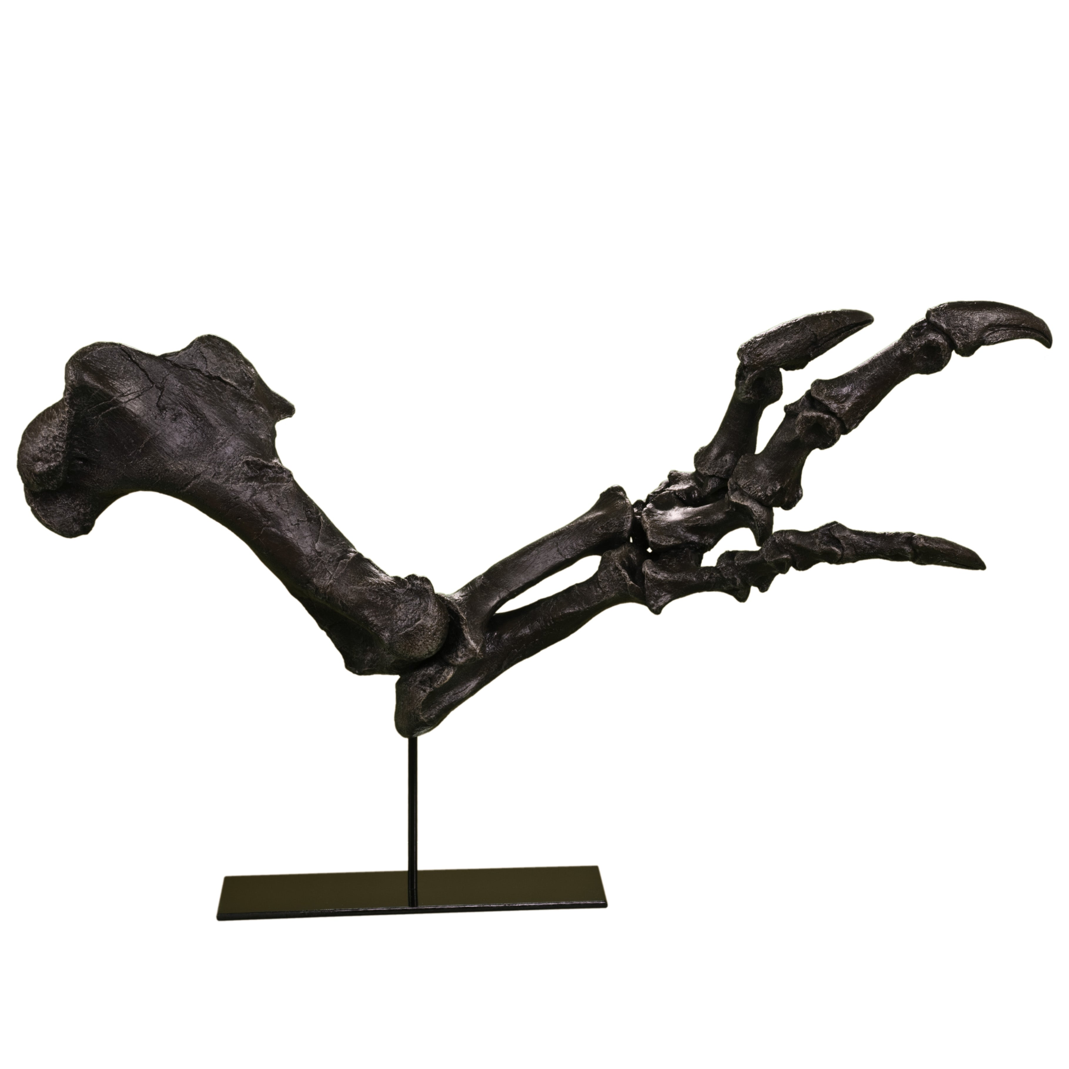 Acrocanthosaurus atokensis Right Arm on Base - Display Replica