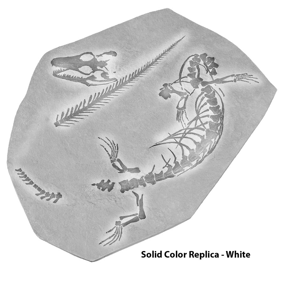 Aigialosaurus (Opetiosaurus) bucchichi Skeleton on Matrix - Solid Color Replica