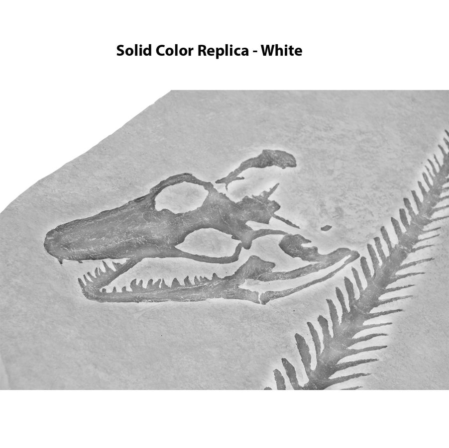 Aigialosaurus (Opetiosaurus) bucchichi Skeleton on Matrix - Solid Color Replica