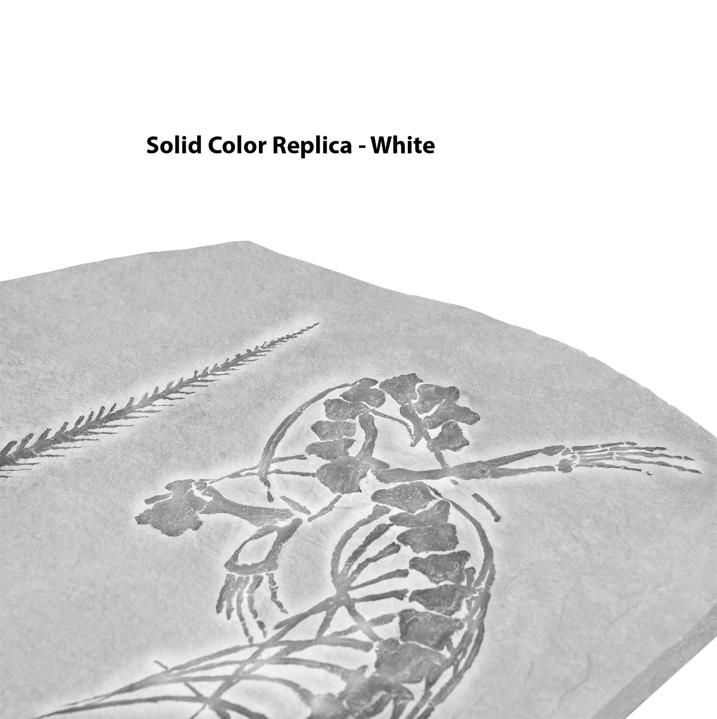 Aigialosaurus (Opetiosaurus) bucchichi Skeleton on Matrix - Solid Color Replica