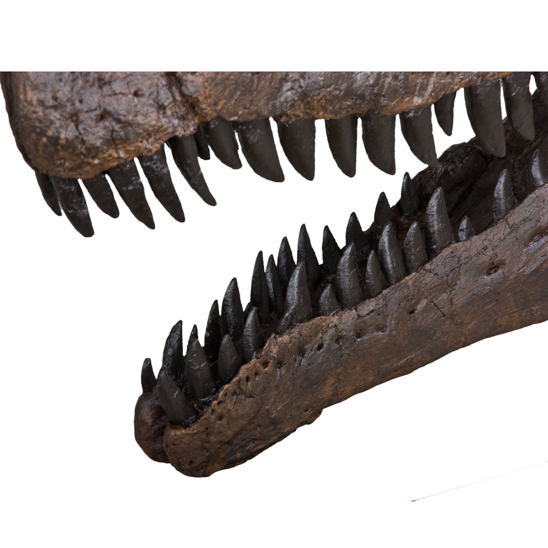 Allosaurus sp. BIG AL TWO Skull - Display Replica