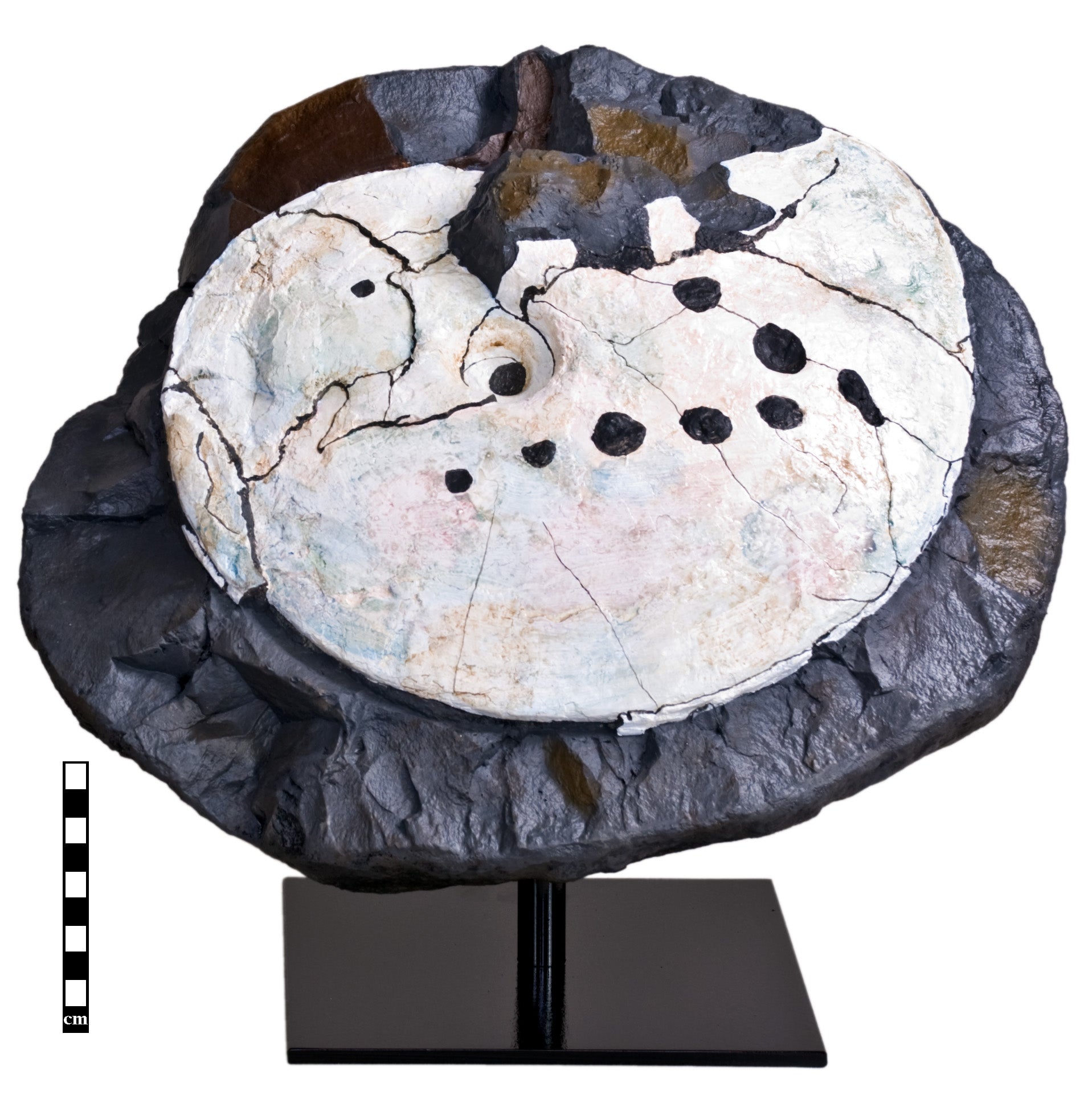 Placenticeras meeki showing Mosasaur Bite - Display Replica