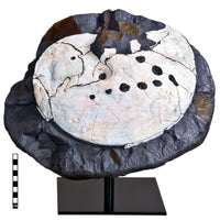Placenticeras meeki showing Mosasaur Bite - Display Replica