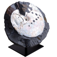 Placenticeras meeki showing Mosasaur Bite - Display Replica